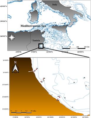 Evolution of the Distribution and Dynamic of Microplastic in Water and Biota: A Study Case From the Gulf of Gabes (Southern Mediterranean Sea)